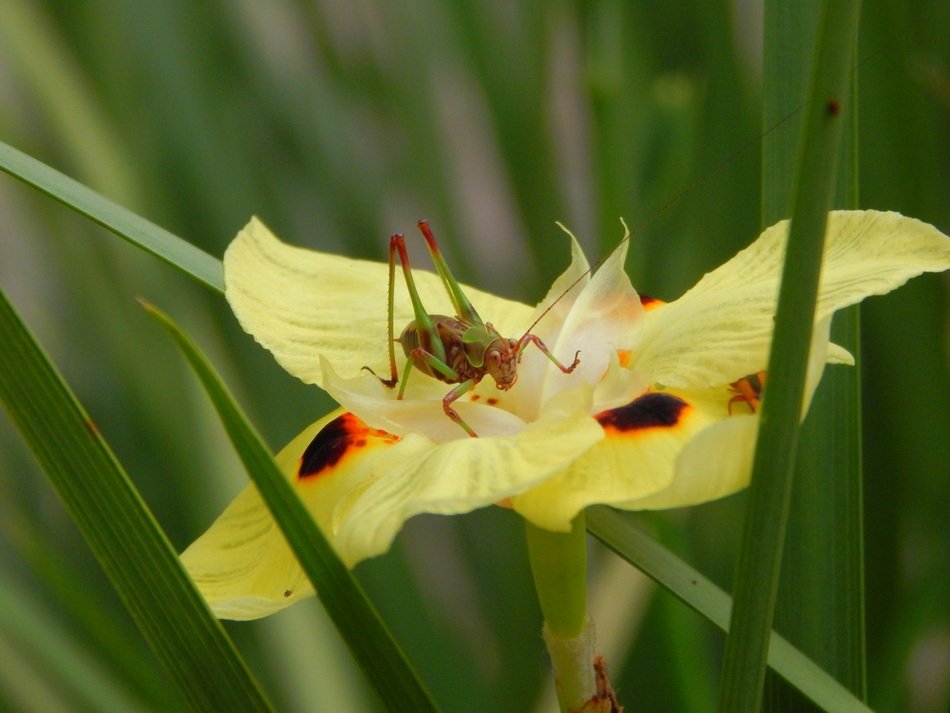 cricket on the yellow flower