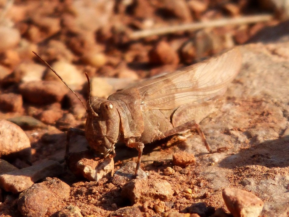 brown grasshopper on dry foliage