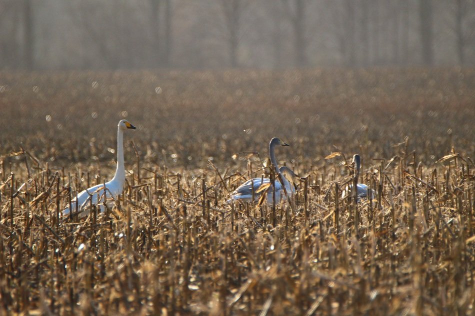 Whooper swans on the corn field