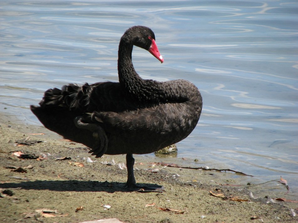 black swan on the shore