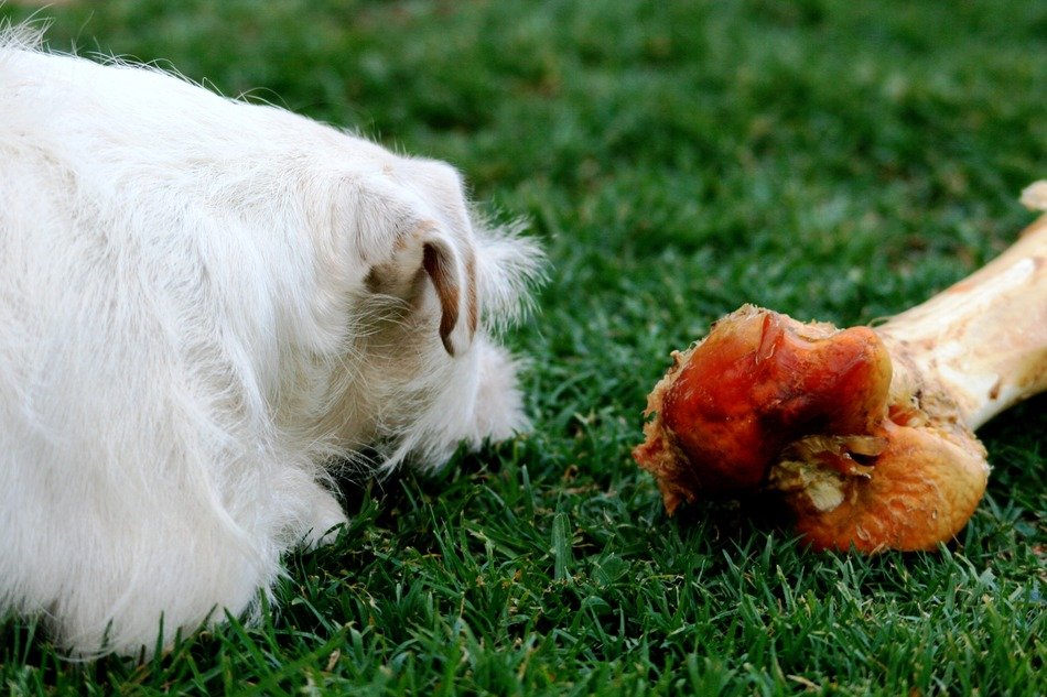 jack russell terrier next to a bone on the grass