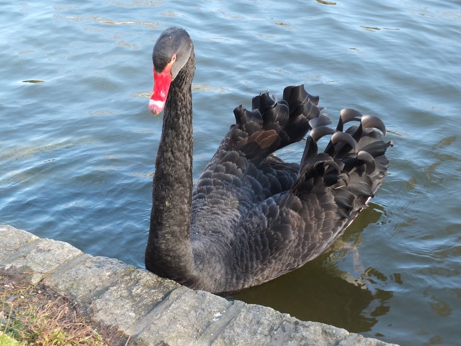 black swan near the shore