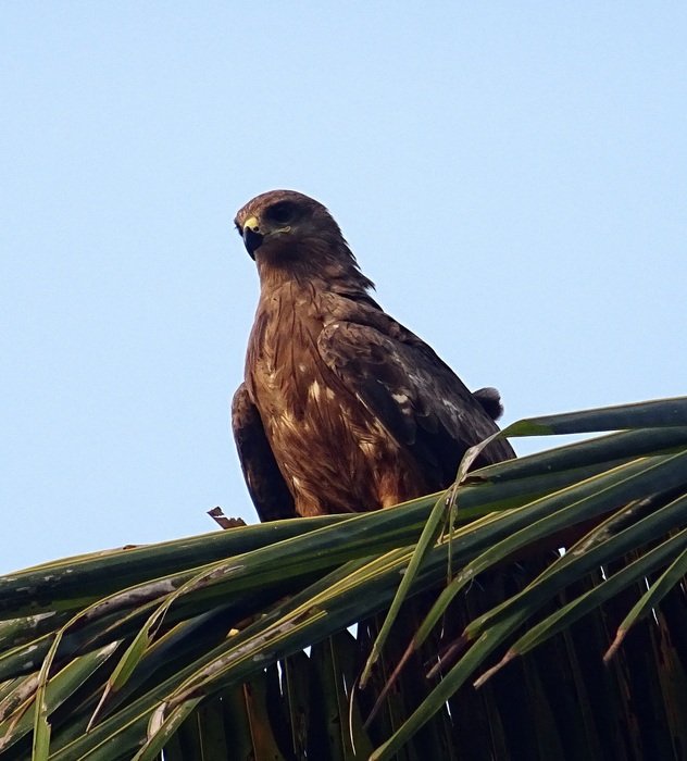 Kite on the roof