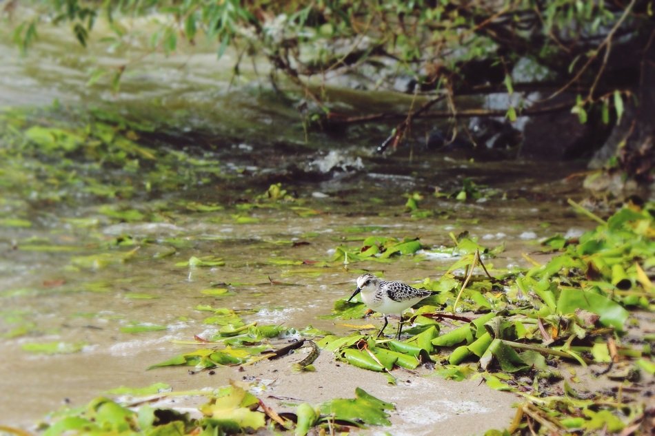 water bird on the lake shore