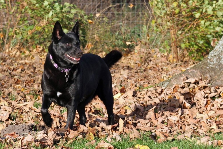 Black Danish dog