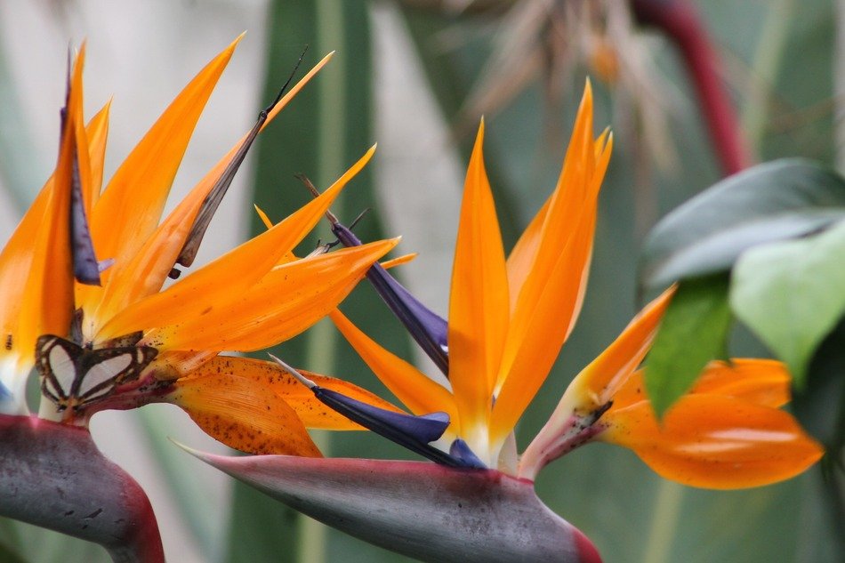 Birds Of Paradise flower in the wildlife