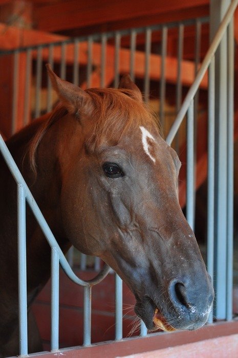 the horse is in the stable