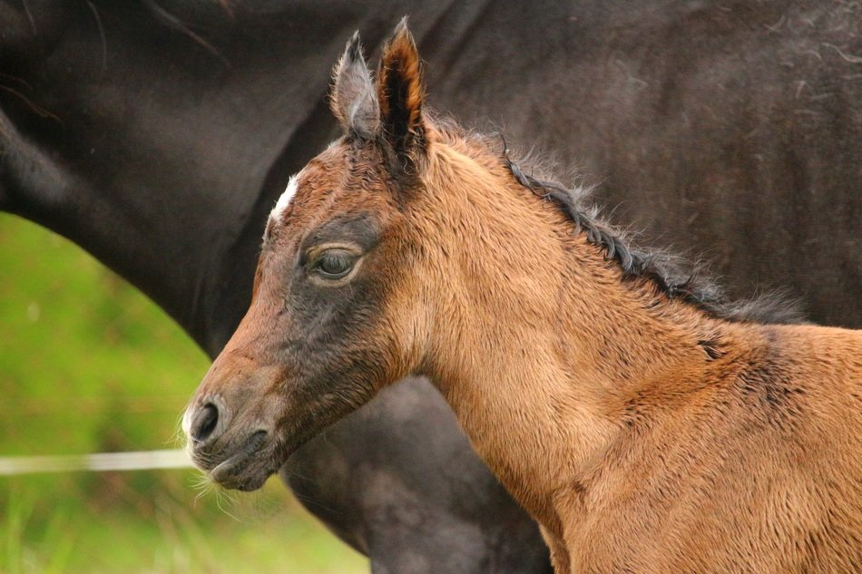 Young horse is next to the old horse