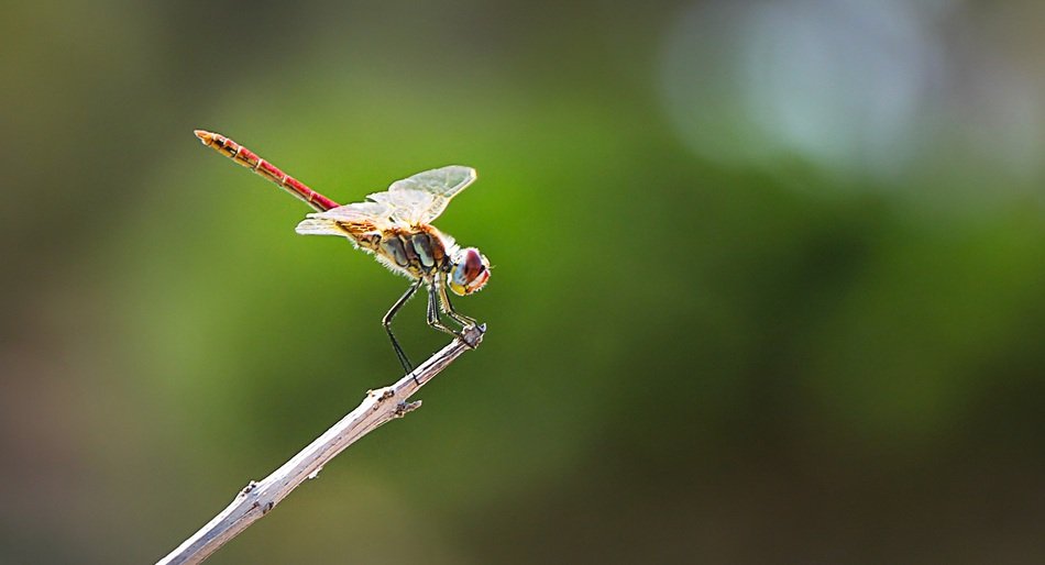beautiful Dragonfly Insect