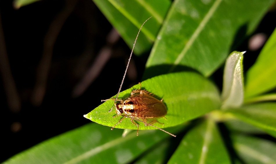 cockroach in wildlife