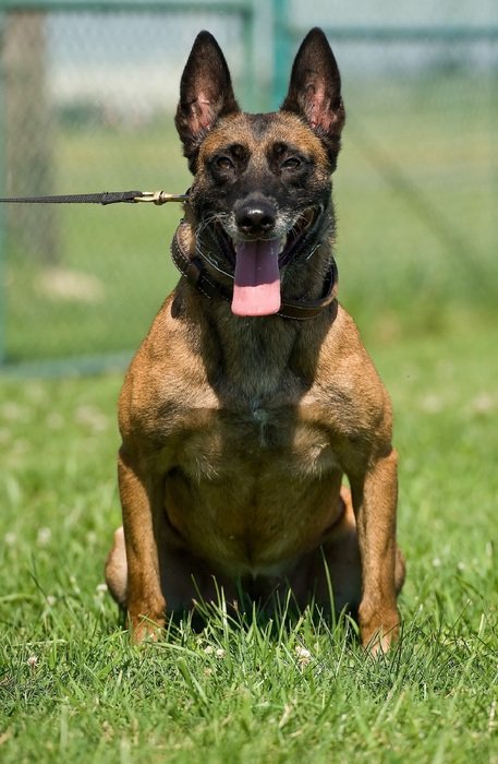 Belgian Malinois Dog Free Image Download