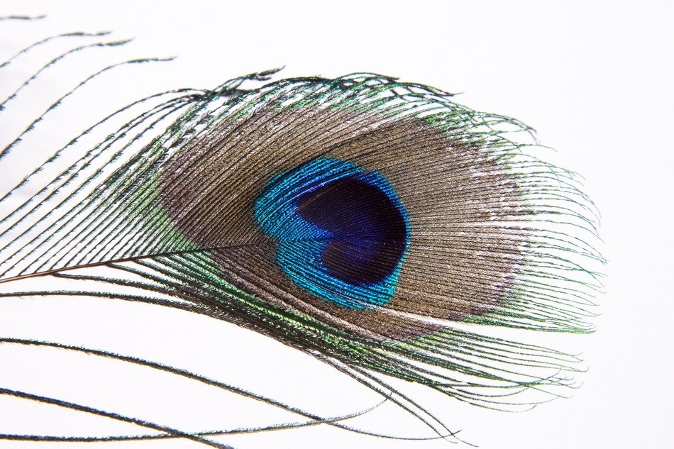 peacock feather on the white background