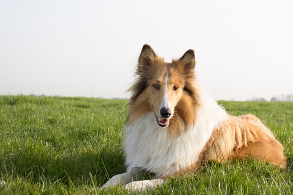 Collie is on a green lawn