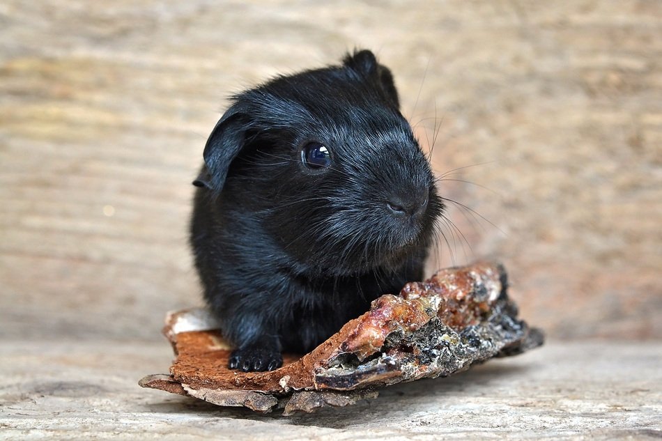 black guinea pig on tree bark