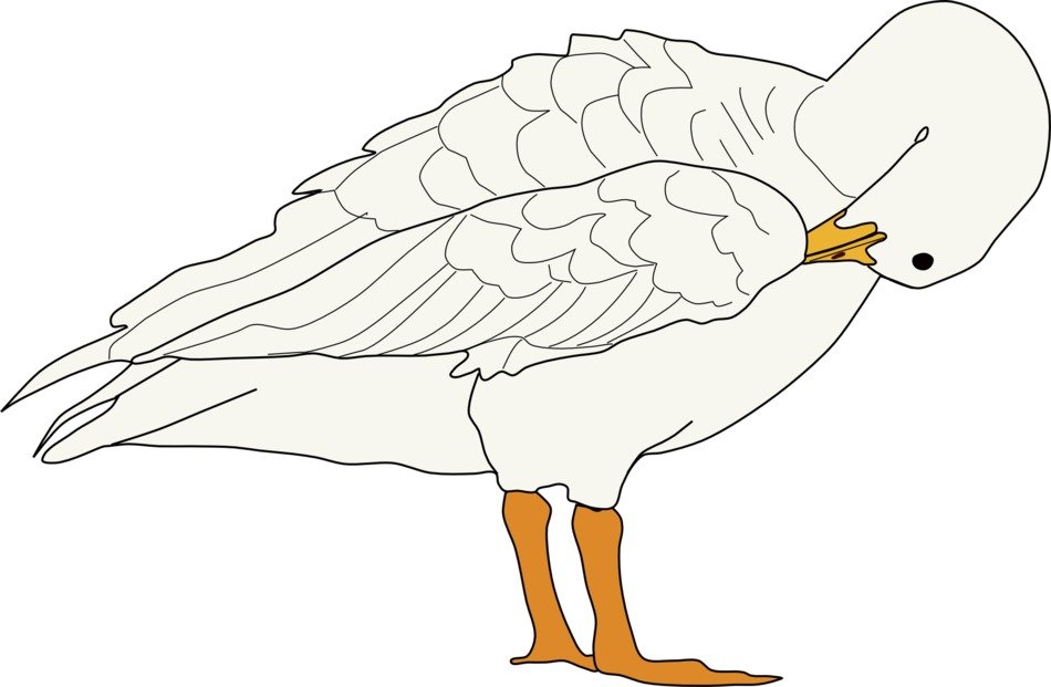 Illustration of Goose Bird free image download