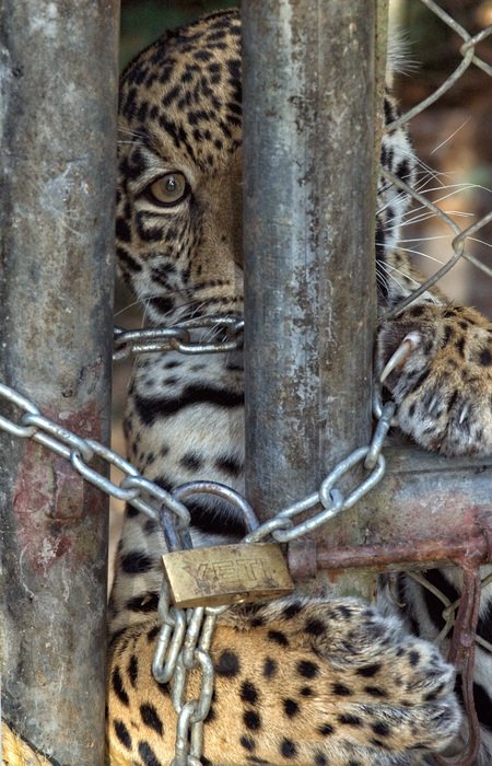 jaguar in a cage with a lock
