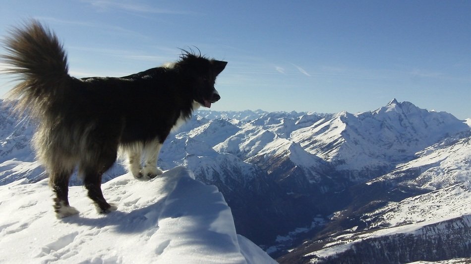 dog on a snowy alpine rock