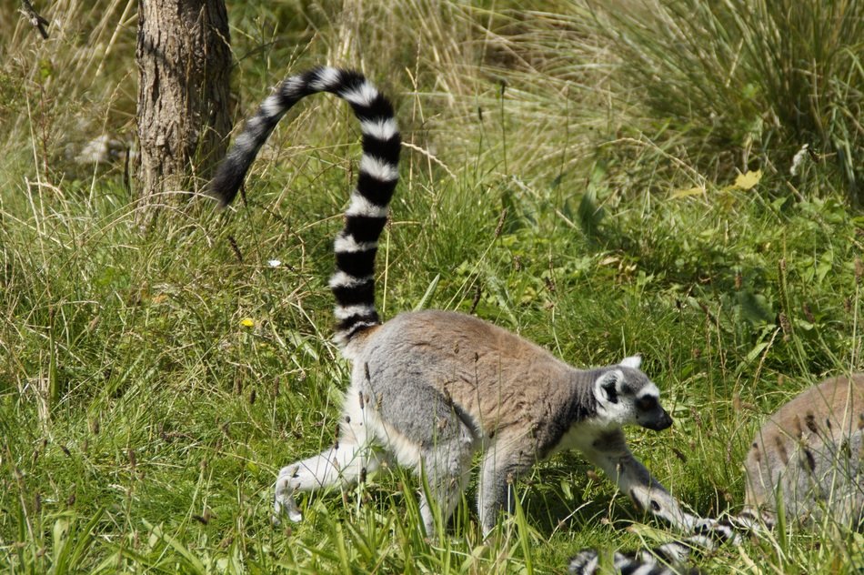 beautiful and amazing Ring Tailed Lemur