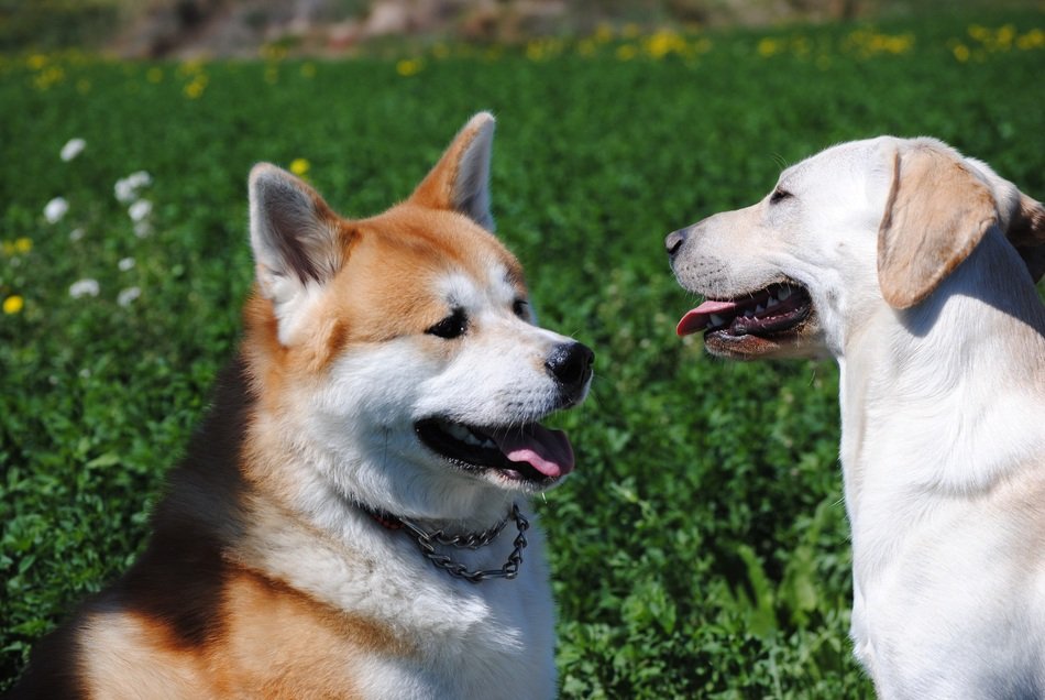 portrait of Labradors play on green grass