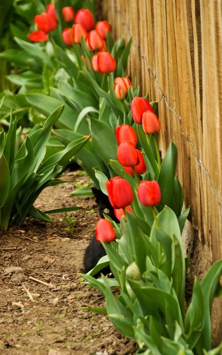 Tulips near the fence
