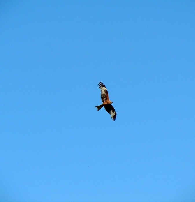 beautiful bird of prey high in the sky