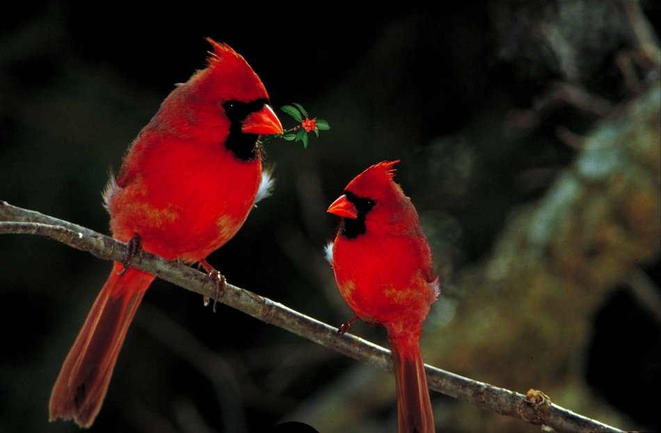 red Cardinals Birds
