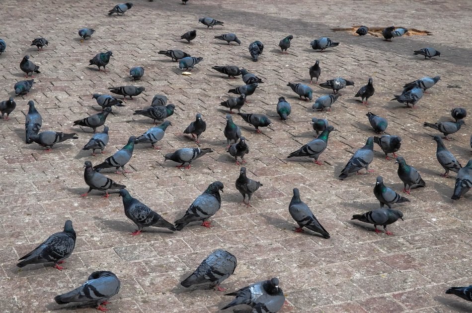 Pigeon on the square near the temple