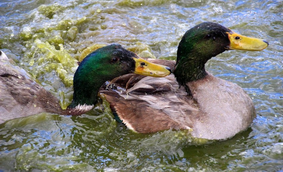 two mallards swim in the green water of a pond