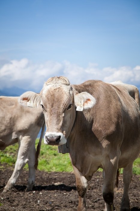 cows in a meadow in austria