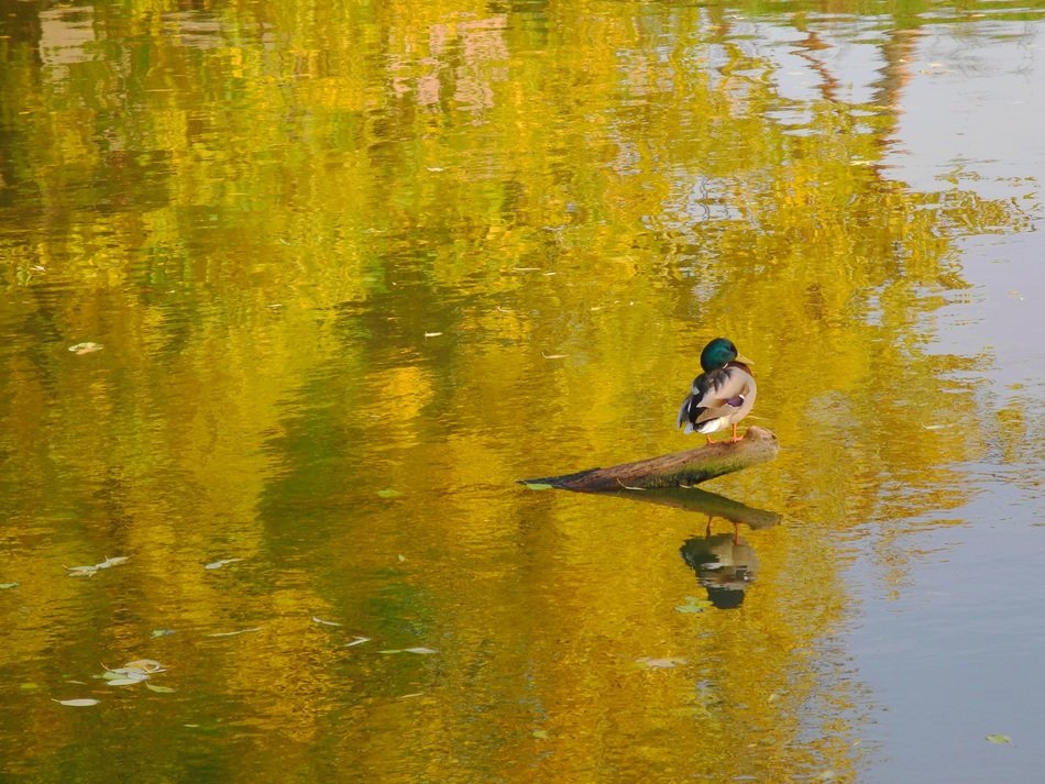 Duck Reflection