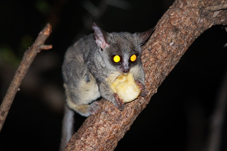 Night lemur South Africa