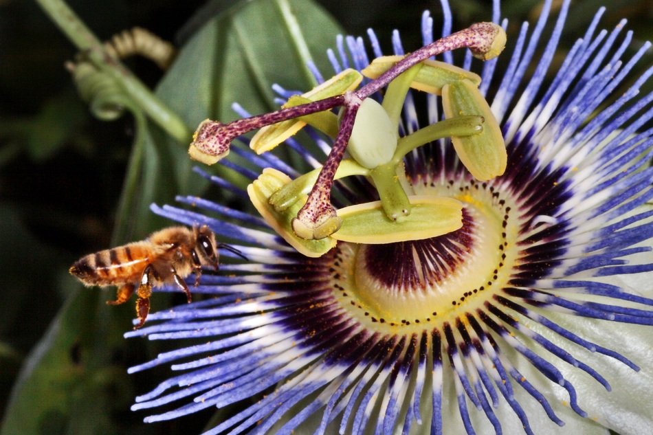 Close-up of the beautiful Bee on colorful Flower with green leaves