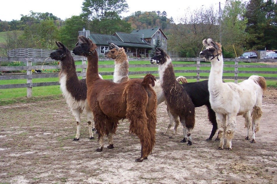 herd of llamas in the meadow