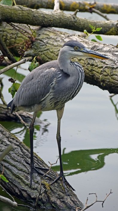 Grey heron on the wood