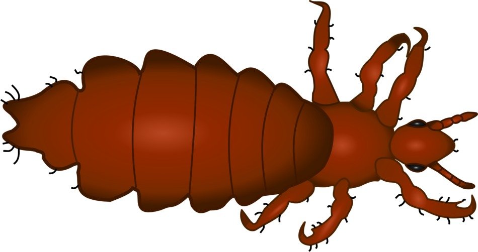 painted brown louse