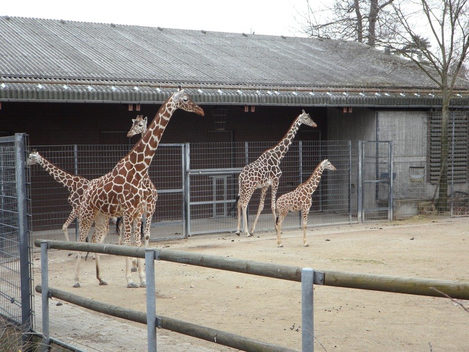 beautiful and cute Giraffe in the Zoo