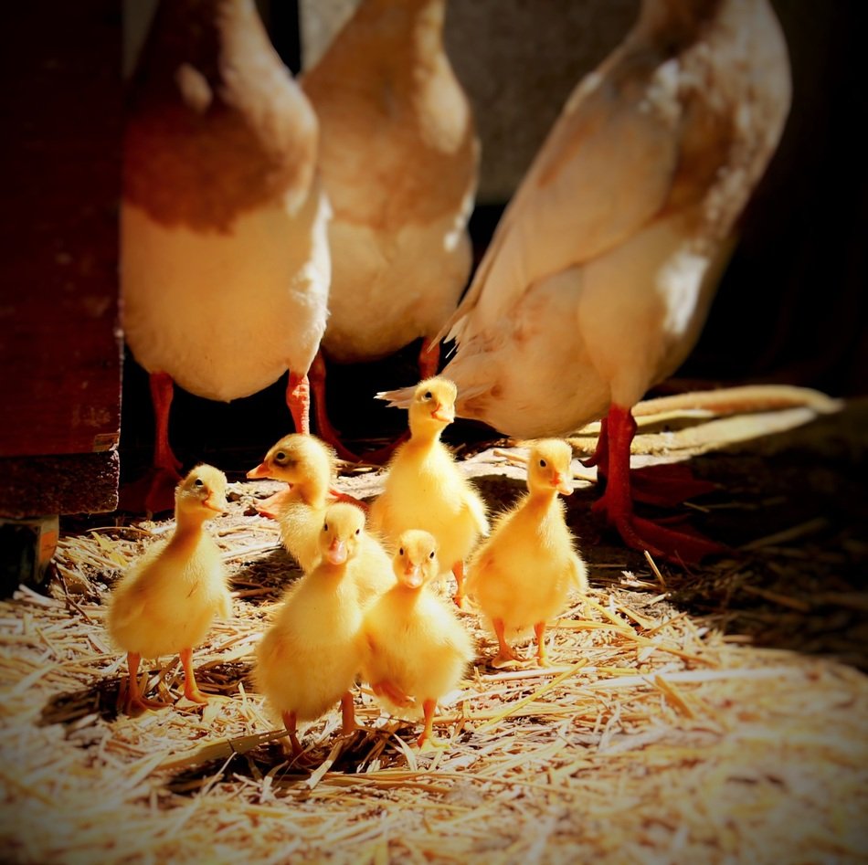 ducklings near adult ducks