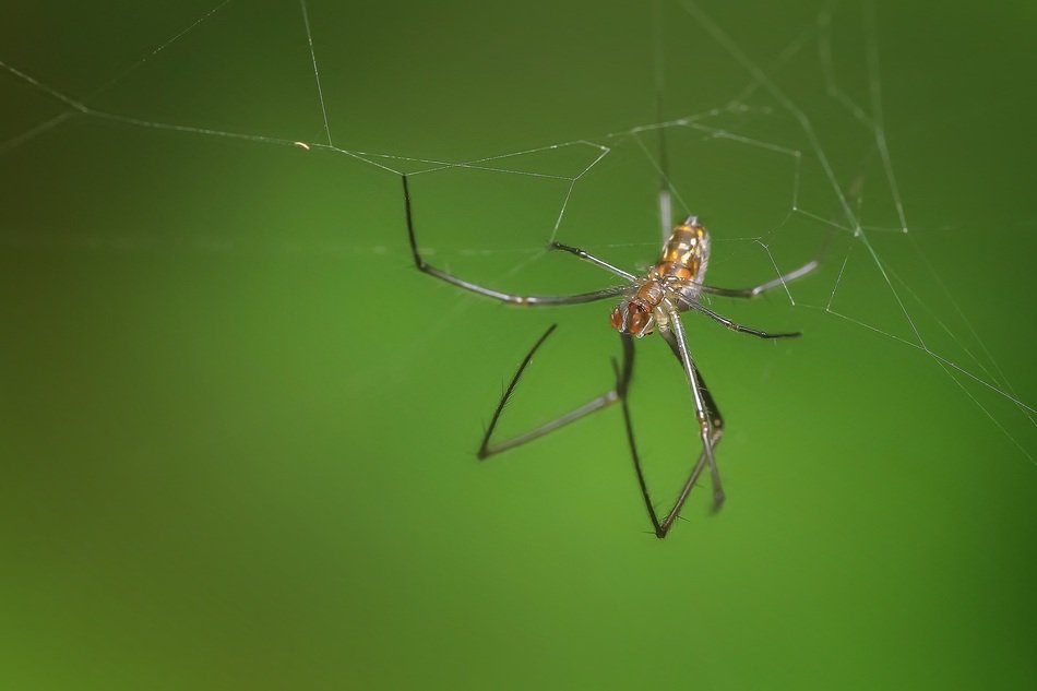 spider on the green blurred background