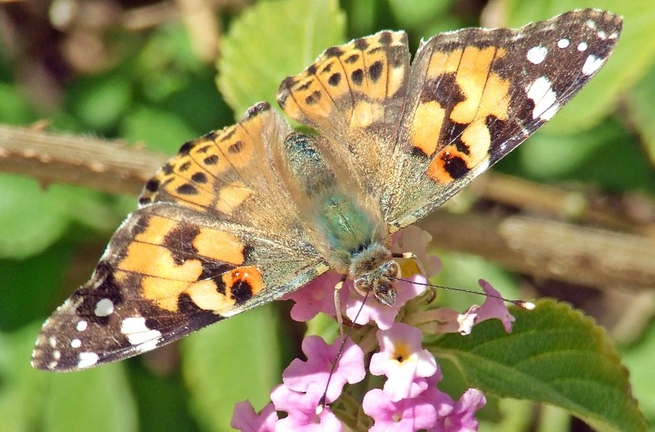Cardui Butterfly