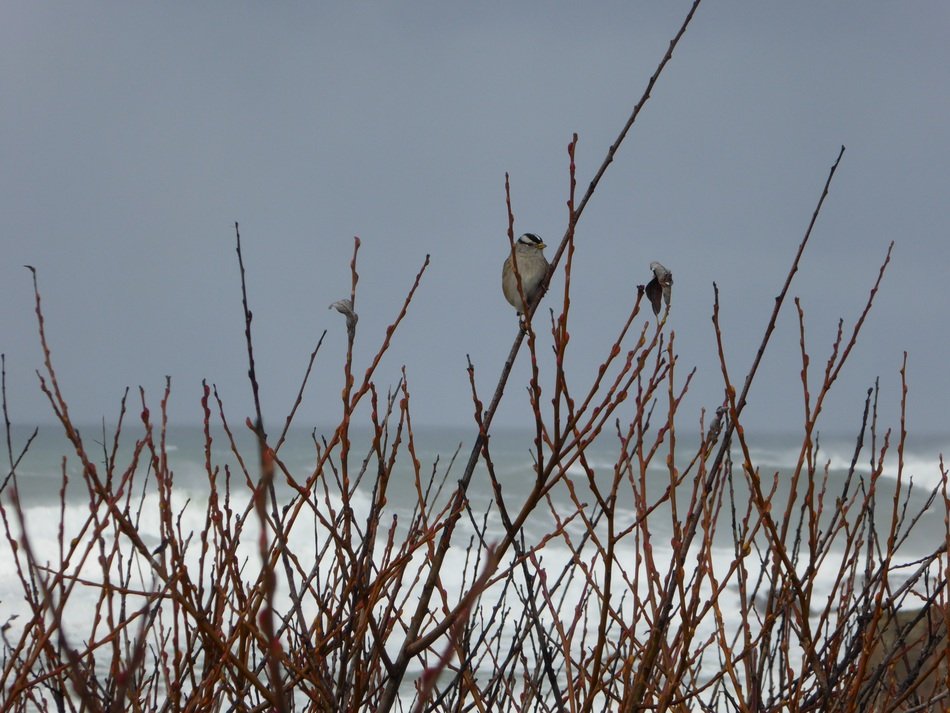 small bird among the branches near the ocean
