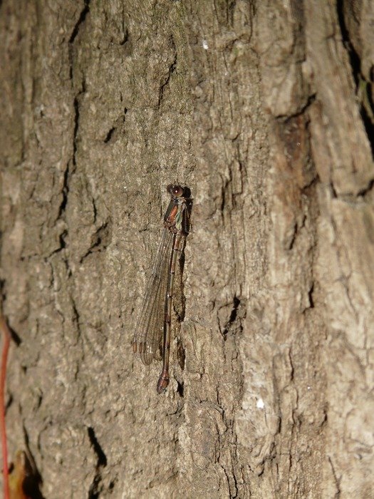 dragonfly on the bark of a tree