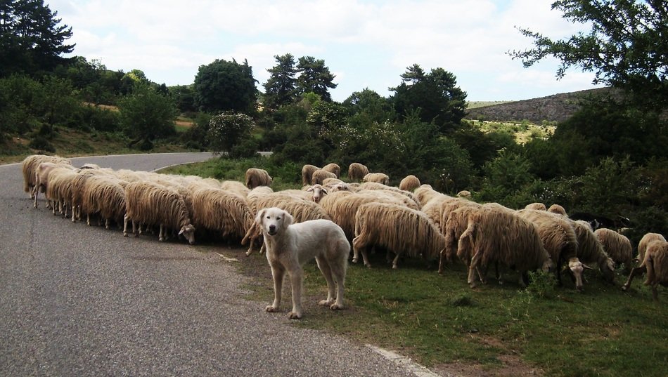 Sheeps and Dog
