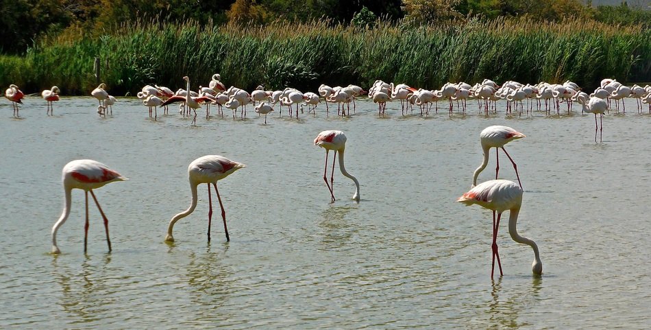 many flamingos in the wild