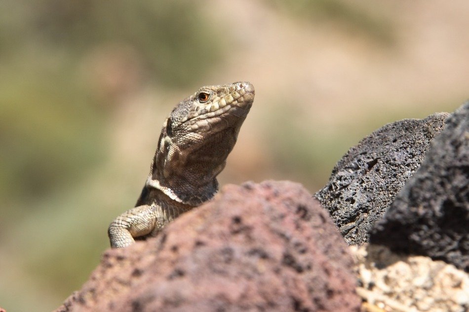 Macro photo of Reptile on a rock