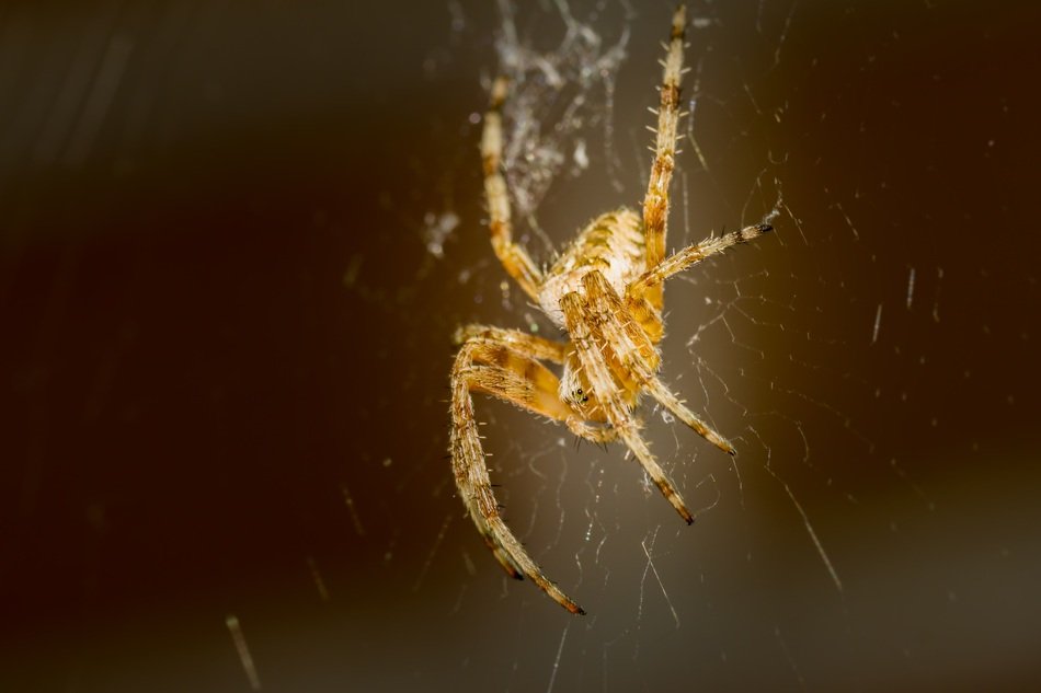 Yellow bright spider on the white web