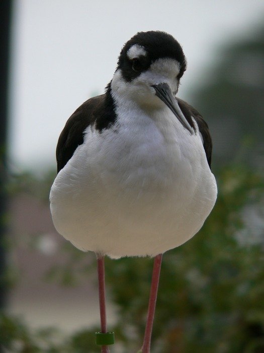 black and white winged bird