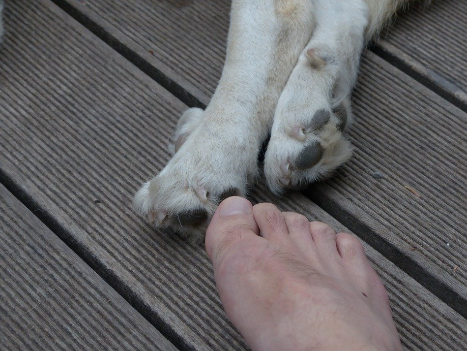 dog paws and human foot