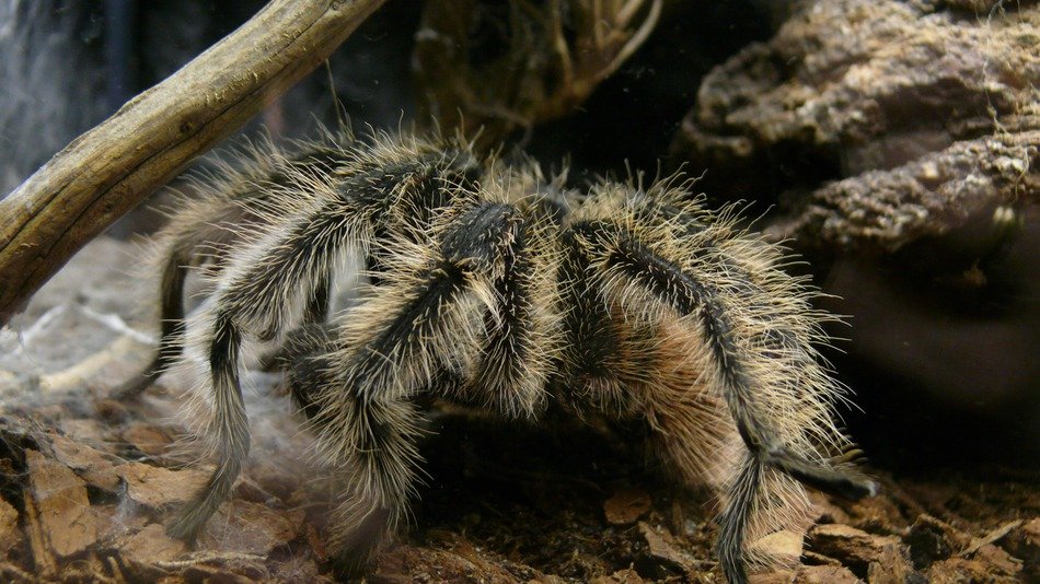 Spider in aquarium