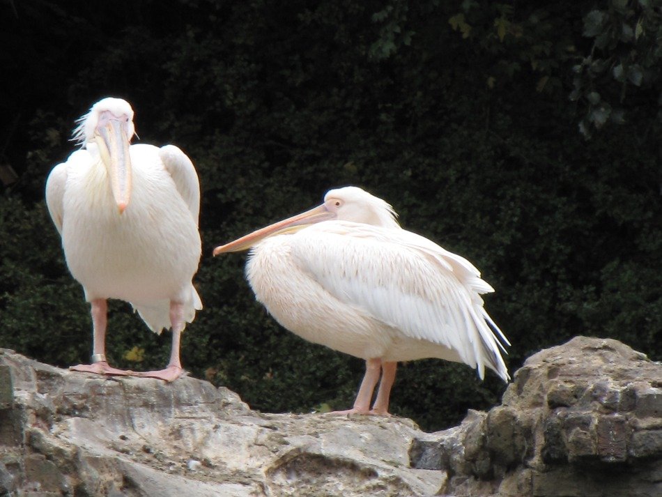 pair of white pelicans on the rocks