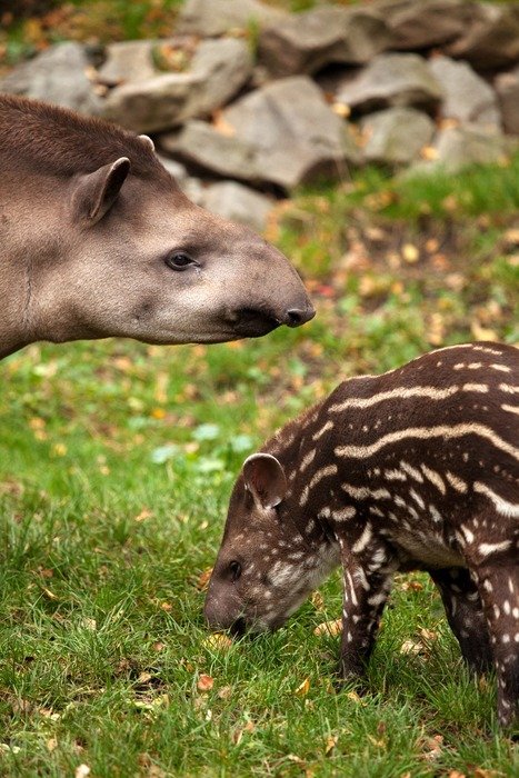 Cute American tapirs